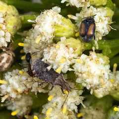 Aufeius impressicollis