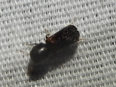 Xylobiops basilaris