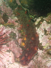 Apostichopus californicus