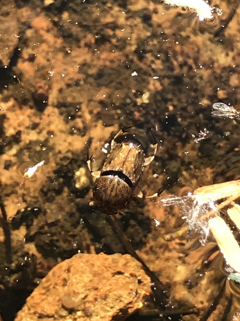 Euoniticellus intermedius from Cochise County, USAZ, US on October 20