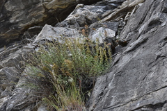 Artemisia michauxiana