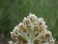 Antennaria anaphaloides