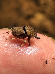 Euoniticellus intermedius
