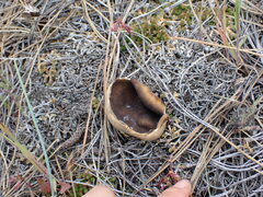 Helvella acetabulum