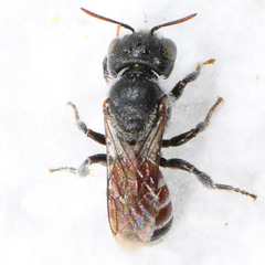 Proteriades