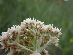 Antennaria anaphaloides