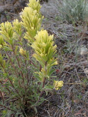 Castilleja lutescens