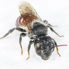 Proteriades