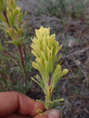 Castilleja lutescens