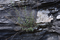 Penstemon richardsonii