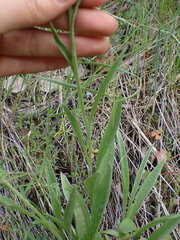 Antennaria anaphaloides