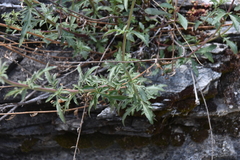 Penstemon richardsonii