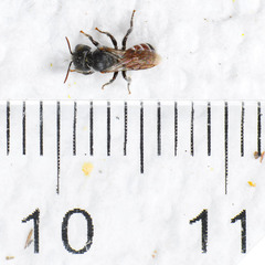 Proteriades