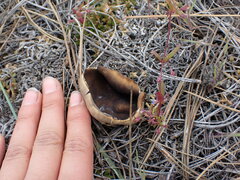Helvella acetabulum