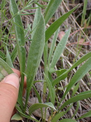 Antennaria anaphaloides