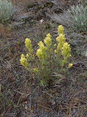 Castilleja lutescens