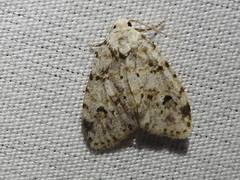 Clemensia ochreata