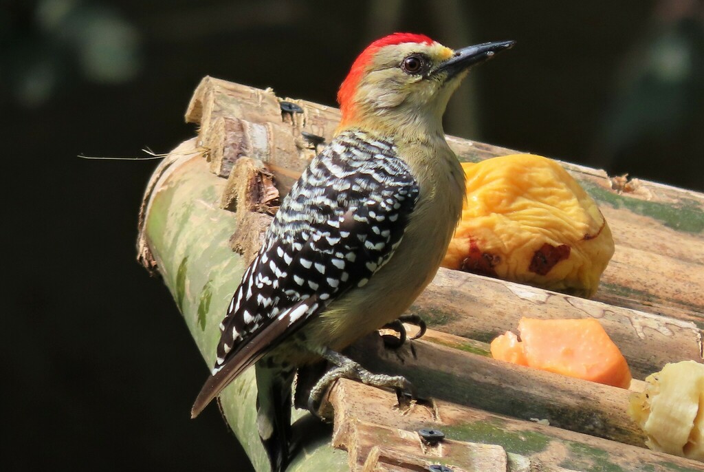 Red-crowned Woodpecker photo