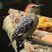 Red-crowned Woodpecker - Photo (c) Alejo Williams, some rights reserved (CC BY-NC), uploaded by Alejo Williams