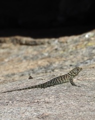Sceloporus orcutti