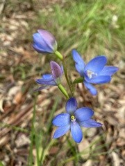 Thelymitra media
