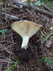 Russula brevipes acrior
