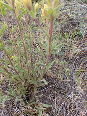 Castilleja lutescens