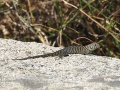 Sceloporus orcutti