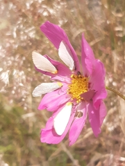 Chrysoecia