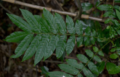 Ailanthus triphysa