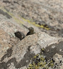 Sceloporus orcutti