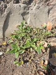 Nepeta racemosa