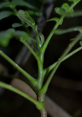 Ailanthus triphysa