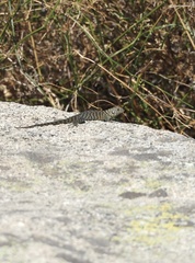 Sceloporus orcutti