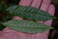 Ailanthus triphysa
