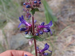 Penstemon pruinosus