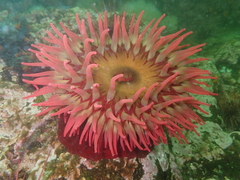 Urticina piscivora