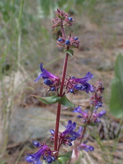 Penstemon pruinosus