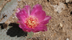 Opuntia basilaris basilaris
