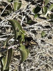 Papilio polyxenes rudkini