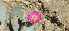 Opuntia basilaris basilaris
