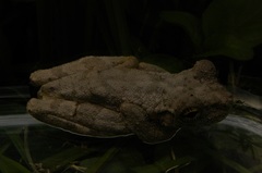 Osteocephalus oophagus