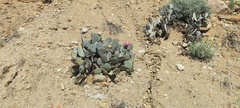 Opuntia basilaris basilaris