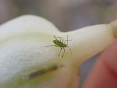 Macrosiphum