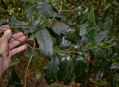 Diospyros hebecarpa