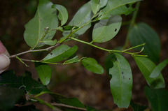 Diospyros hebecarpa
