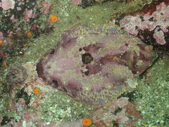 Pleuronichthys coenosus