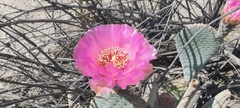 Opuntia basilaris basilaris