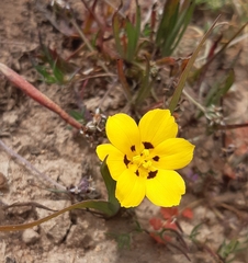 Sisyrinchium graminifolium