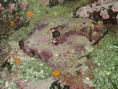 Pleuronichthys coenosus